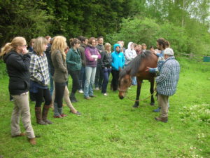 Equine osteopathy, osteopath Pembrokeshire, UK