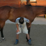 Equine osteopathy, osteopath Pembrokeshire, UK