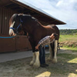 Equine osteopathy, osteopath Pembrokeshire, UK